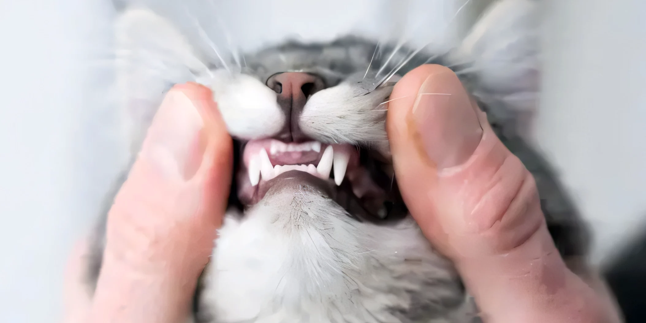 Zahnuntersuchung einer Katze, Quelle istockphoto 2024