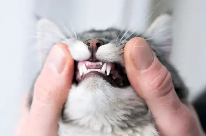 Zahnuntersuchung einer Katze, Quelle istockphoto 2024