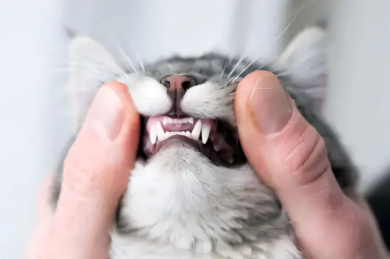Zahnuntersuchung einer Katze, Quelle istockphoto 2024