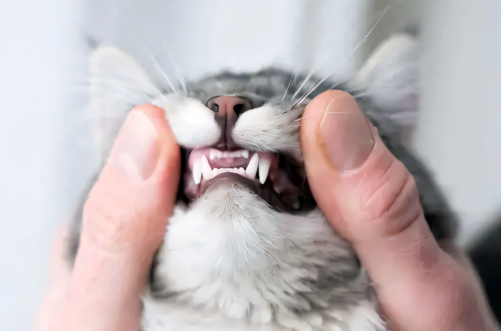 Zahnuntersuchung einer Katze, Quelle istockphoto 2024
