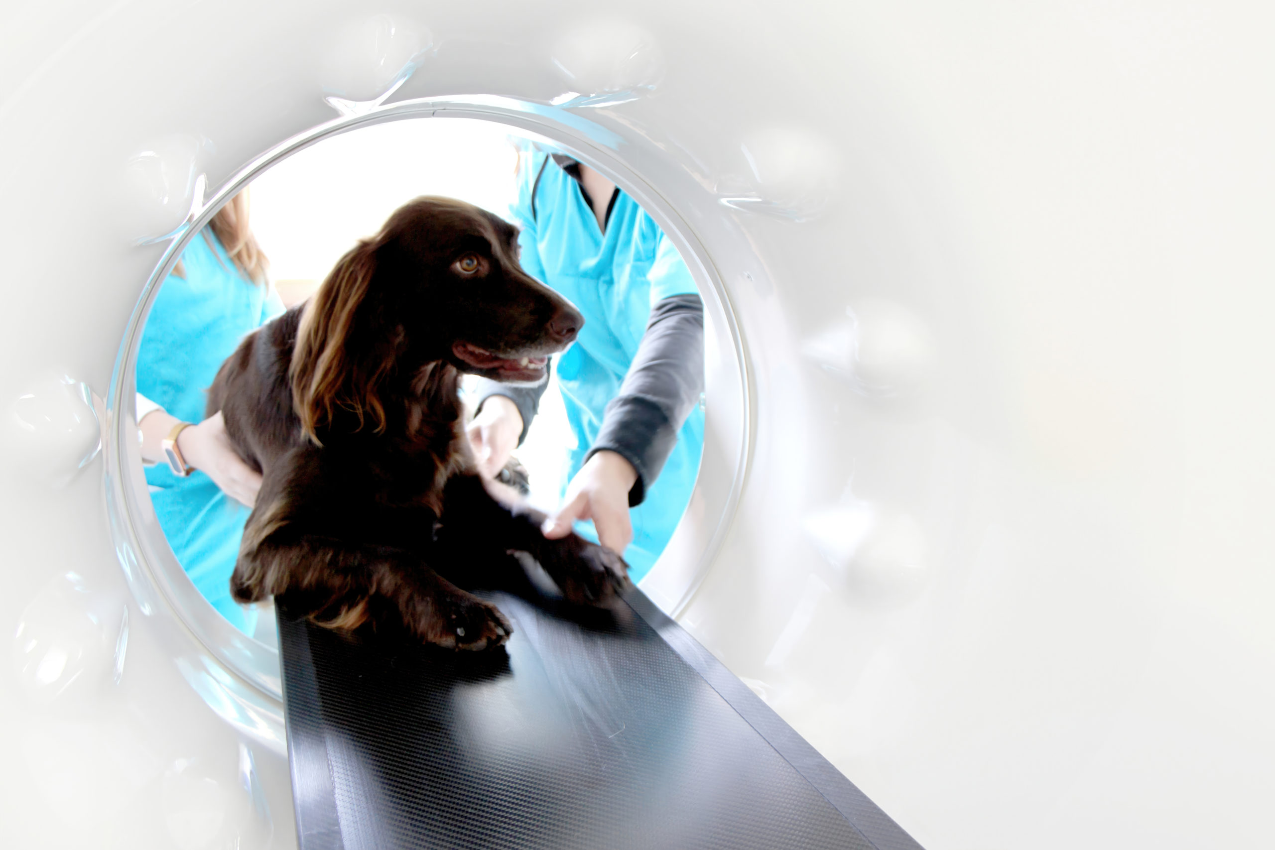 Ein Hund wird für eine Computertomographie vorbereitet