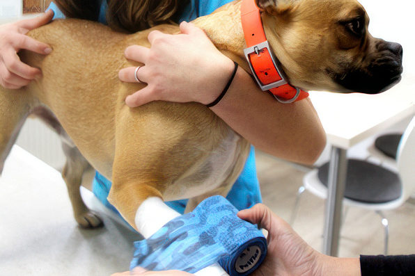 Einem Hund wird ein Verband an der Pfote angelegt