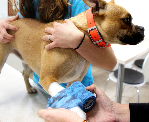 Einem Hund wird ein Verband an der Pfote angelegt