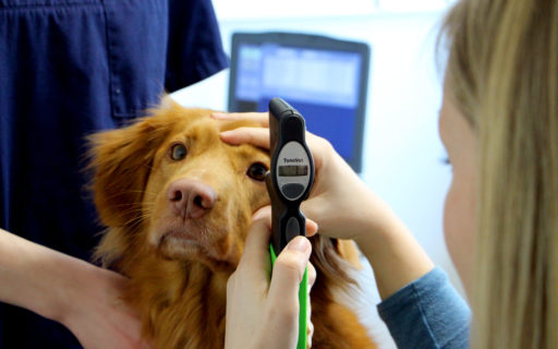 Eine Tierärztin überprüft den Innendruck eines Hundesauges mithilfe eines technischen Geräts
