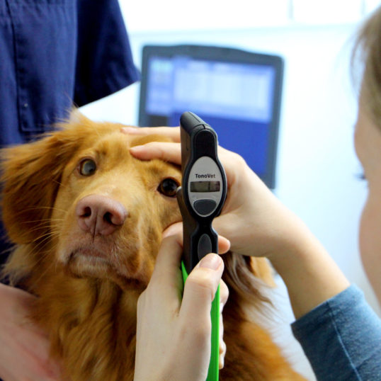 Eine Tierärztin überprüft den Innendruck eines Hundesauges mithilfe eines technischen Geräts