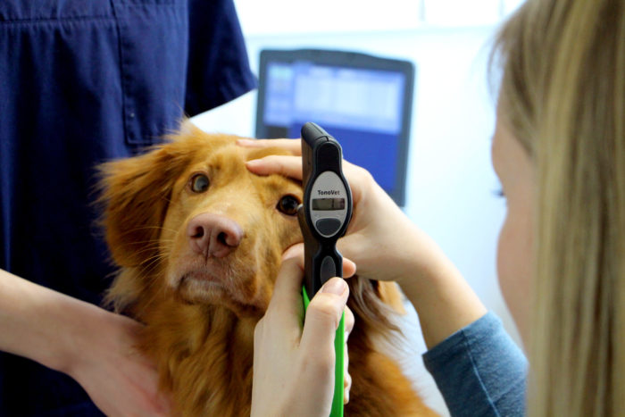 Eine Tierärztin überprüft den Innendruck eines Hundesauges mithilfe eines technischen Geräts