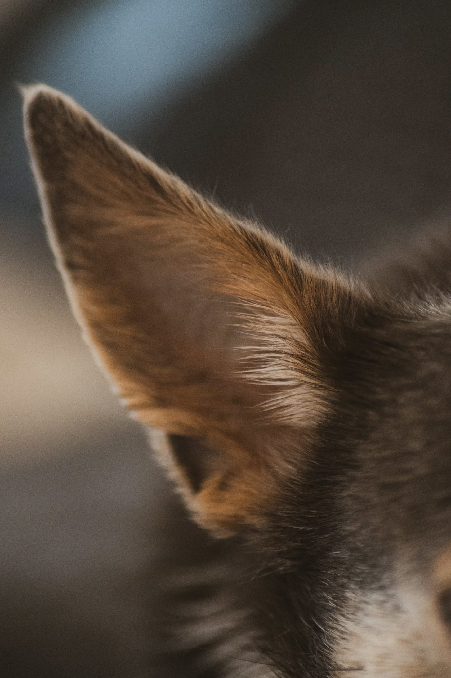Nahaufnahme Hundeohr von Sven Mieke, Unsplash