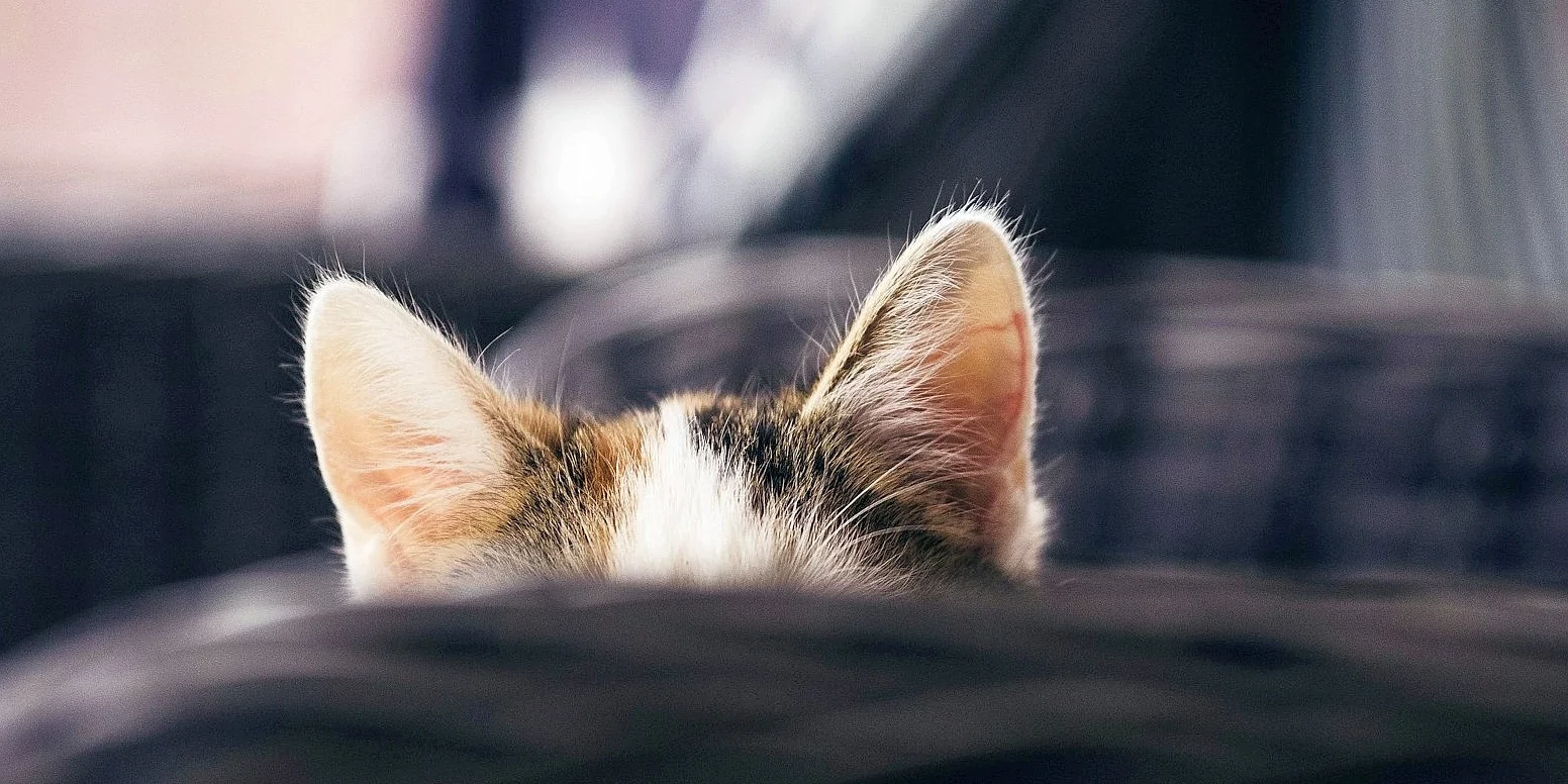 Katzenohren, Foto Dominik Kempf, unsplash