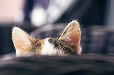 Katzenohren, Foto Dominik Kempf, unsplash