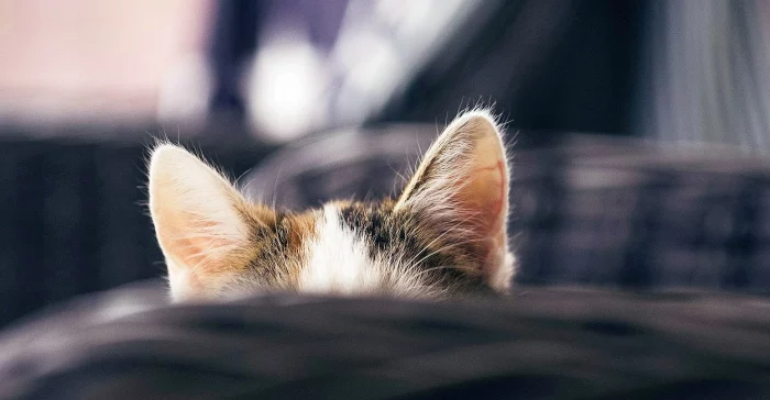 Katzenohren, Foto Dominik Kempf, unsplash