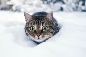 Katze im Schnee, Foto von Sandra Aczo by unsplash