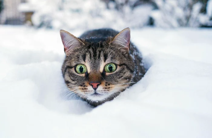 Katze im Schnee, Foto von Sandra Aczo by unsplash
